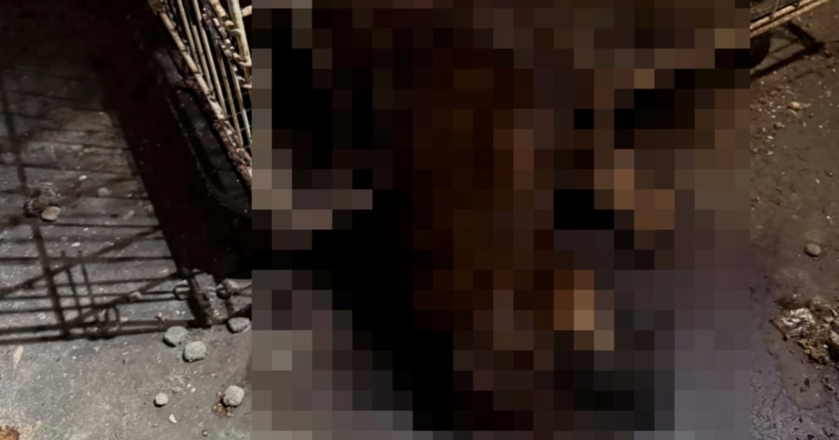 Tragedi di Balik Pintu Vet Terkunci