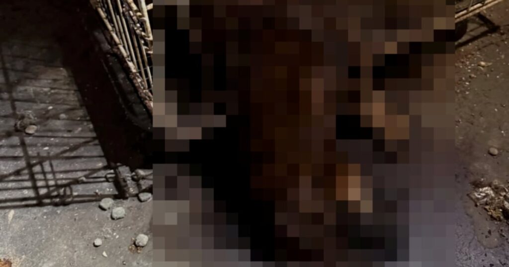 Tragedi di Balik Pintu Vet Terkunci