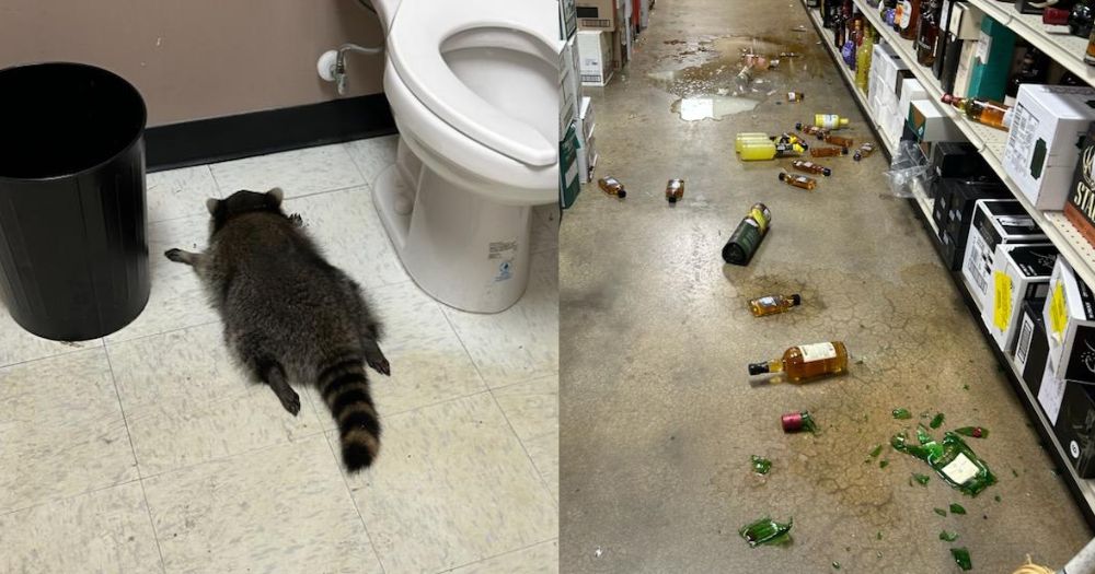 Rakun Mabuk di Toko Minuman Keras Kanada, Viral Setelah Rekaman CCTV Bocor