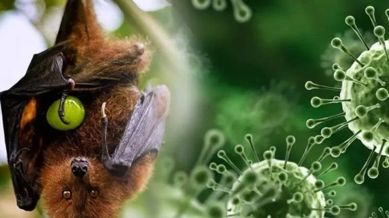 Memahami Virus Nipah